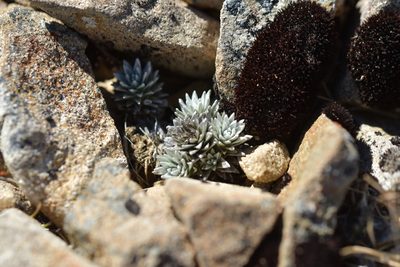 Raoulia grandiflora, photographed by Christopher Stephens