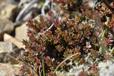 Pentachondra pumila, photographed by Christopher Stephens