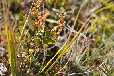 Gaultheria colensoi, photographed by Christopher Stephens