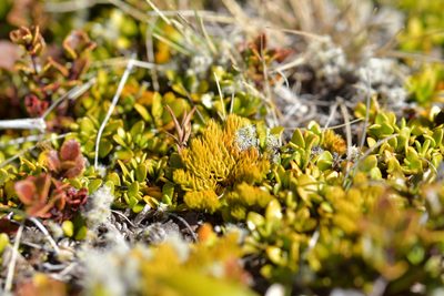 Austrolycopodium fastigiatum, photographed by Christopher Stephens