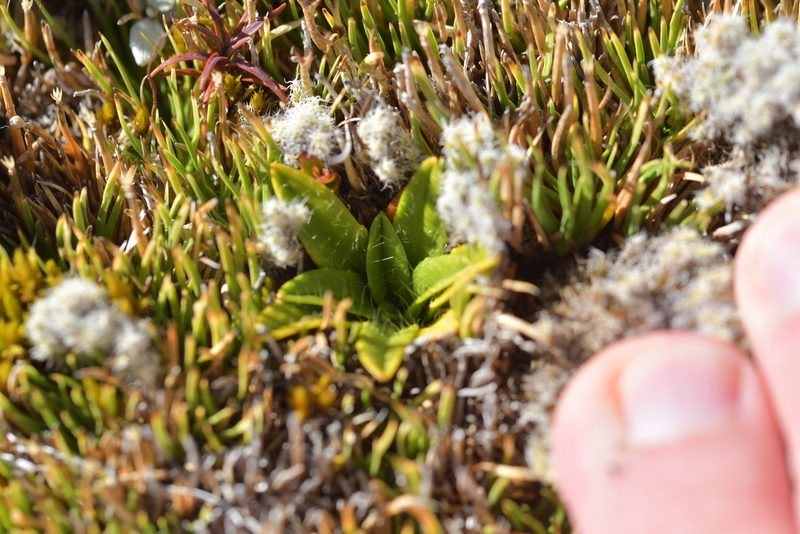 Plantago unibracteata, photographed by Christopher Stephens