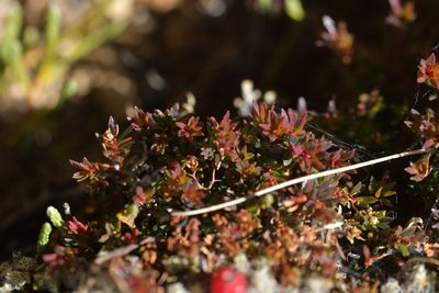 Pentachondra pumila, photographed by Christopher Stephens
