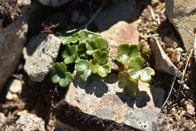 Azorella hydrocotyloides, photographed by Christopher Stephens