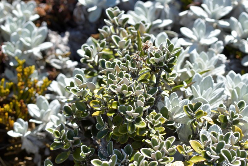 Brachyglottis bidwillii, photographed by Christopher Stephens