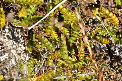 Anisotome aromatica, photographed by Christopher Stephens