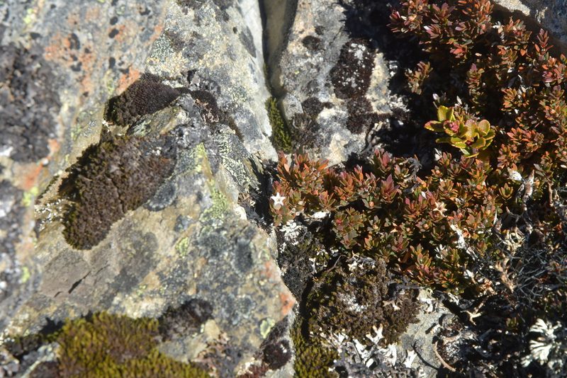 Pentachondra pumila, photographed by Christopher Stephens