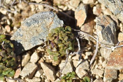 Veronica spathulata, photographed by Christopher Stephens