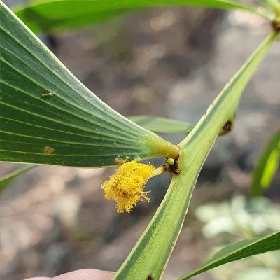 Acacia complanata