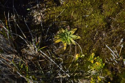 Plantago unibracteata, photographed by Christopher Stephens