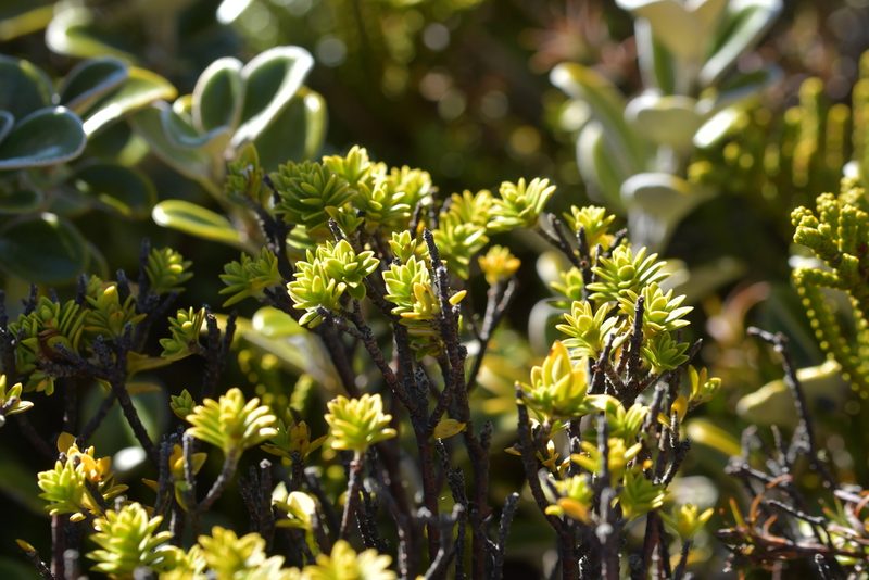 Pimelea buxifolia, photographed by Christopher Stephens