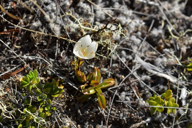 Gentianella bellidifolia, photographed by Christopher Stephens