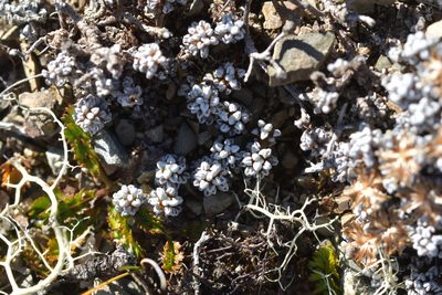 Raoulia albosericea, photographed by Christopher Stephens