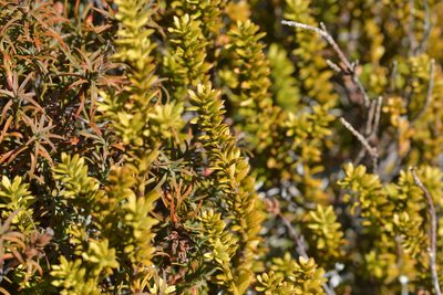 Podocarpus nivalis, photographed by Christopher Stephens