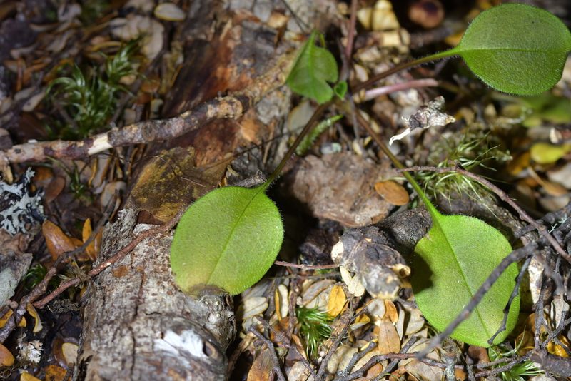 Myosotis forsteri, photographed by Christopher Stephens