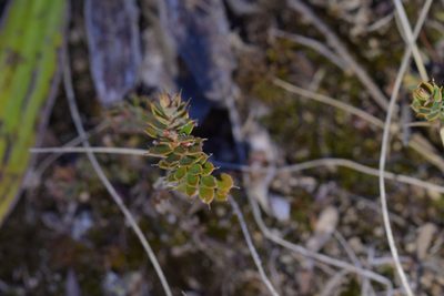 Styphelia nesophila, photographed by Christopher Stephens