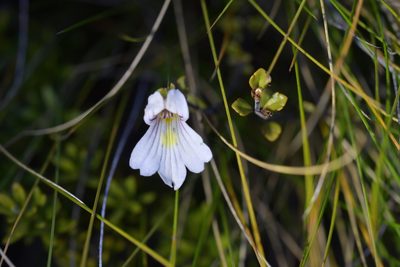 Euphrasia cuneata, photographed by Christopher Stephens