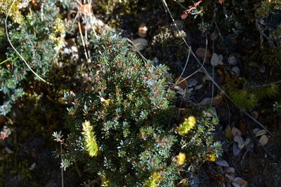 Pentachondra pumila, photographed by Christopher Stephens