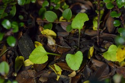 Viola cunninghamii, photographed by Christopher Stephens