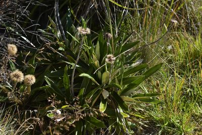 Celmisia spectabilis, photographed by Christopher Stephens