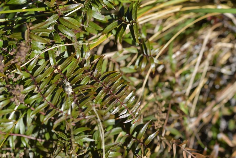 Coriaria plumosa, photographed by Christopher Stephens