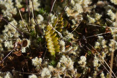 Austroblechnum penna-marina, photographed by Christopher Stephens
