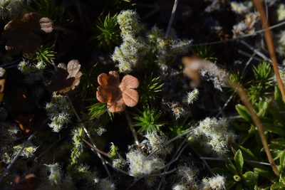 Geranium brevicaule, photographed by Christopher Stephens