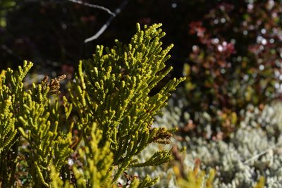 Veronica tetragona, photographed by Christopher Stephens