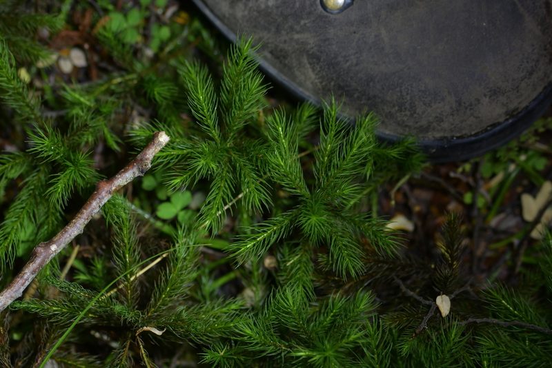 Dendroligotrichum tongariroense, photographed by Christopher Stephens