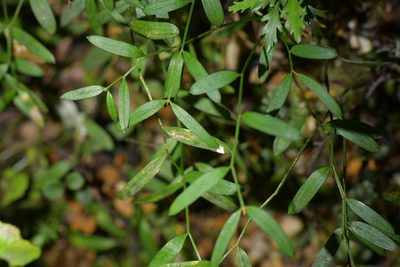 Luzuriaga parviflora, photographed by Christopher Stephens