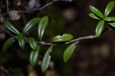 Coprosma pseudocuneata, photographed by Christopher Stephens