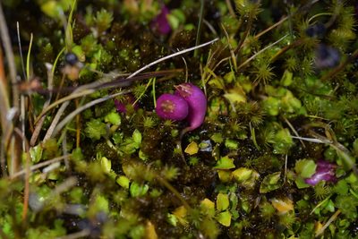 Lobelia angulata, photographed by Christopher Stephens