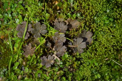 Geranium brevicaule, photographed by Christopher Stephens