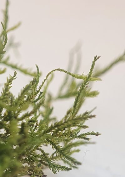 Heterocladium heteropterum, photographed by Jonathan Hughes