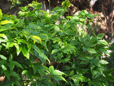 Syngonium angustatum, photographed by 葉子