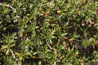 Cliffortia ruscifolia, photographed by Tony Rebelo
