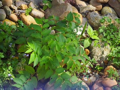 Trema orientale, photographed by 葉子