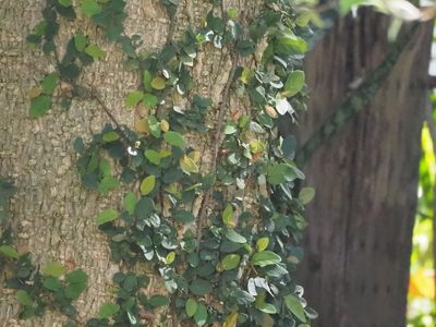 Ficus pumila, photographed by 葉子