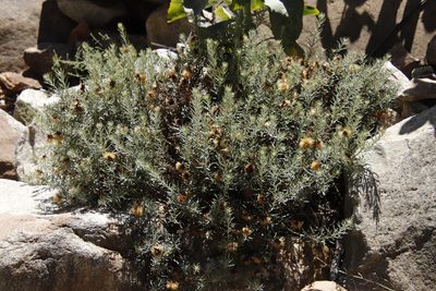 Heterolepis aliena, photographed by Tony Rebelo