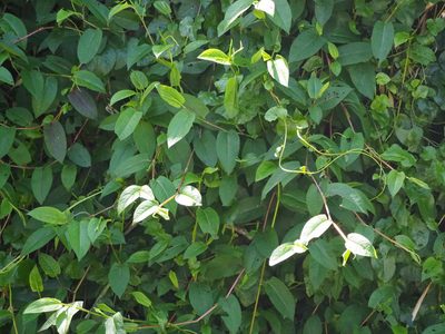 Persicaria chinensis, photographed by 葉子