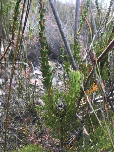 Paranomus longicaulis, photographed by Ren Hoekstra