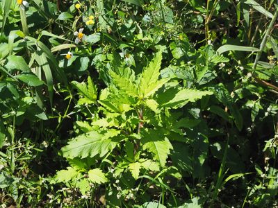 Dysphania ambrosioides, photographed by 葉子