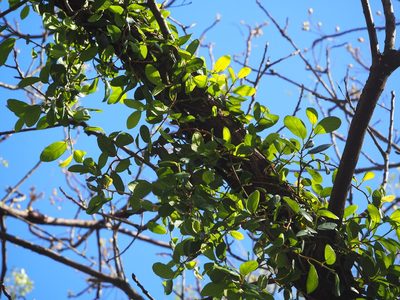 Ficus pumila, photographed by 葉子
