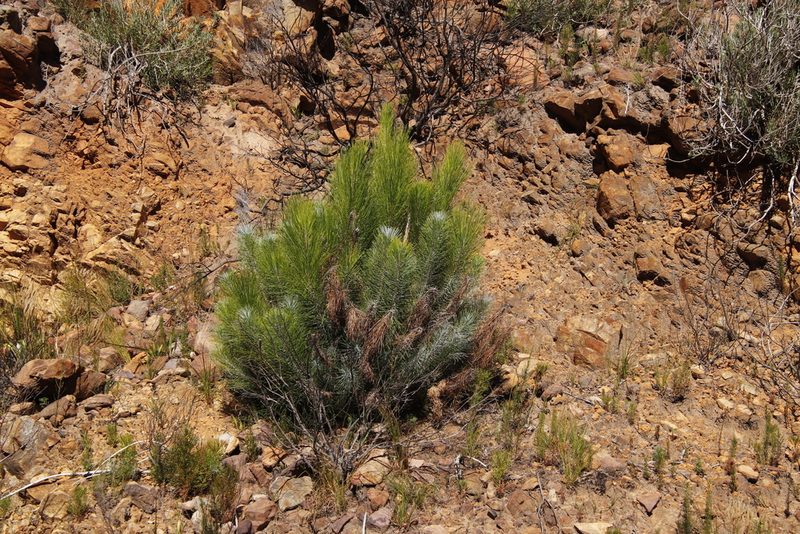 Pinus canariensis, photographed by Tony Rebelo