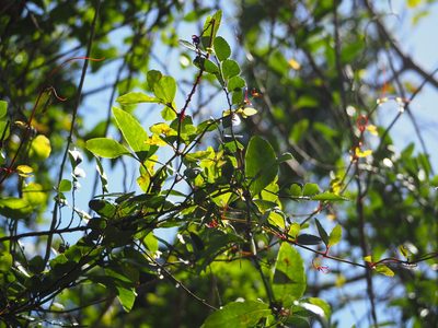 Tetrastigma formosanum, photographed by 葉子