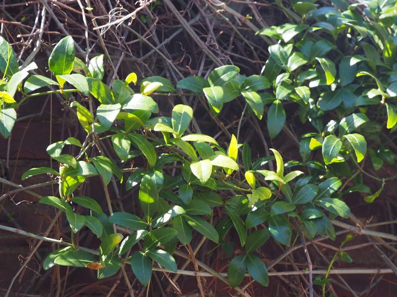 Tetrastigma formosanum, photographed by 葉子