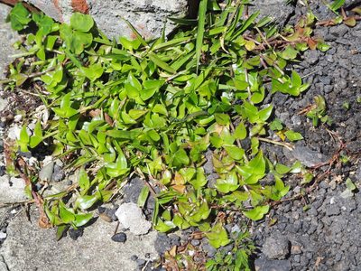 Callisia repens, photographed by 葉子