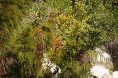 Metrosideros angustifolia, photographed by Tony Rebelo