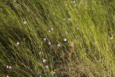 Oxalis bifida, photographed by Tony Rebelo