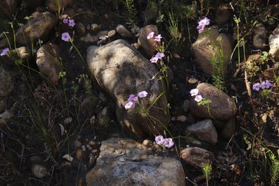 Oxalis bifida, photographed by Tony Rebelo