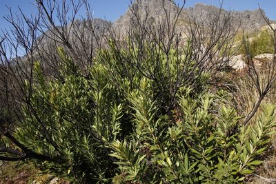 Brabejum stellatifolium, photographed by Tony Rebelo